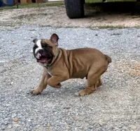 Alpha, a male Olde English Bulldogge for sale in Viola, AR – 1 of 9