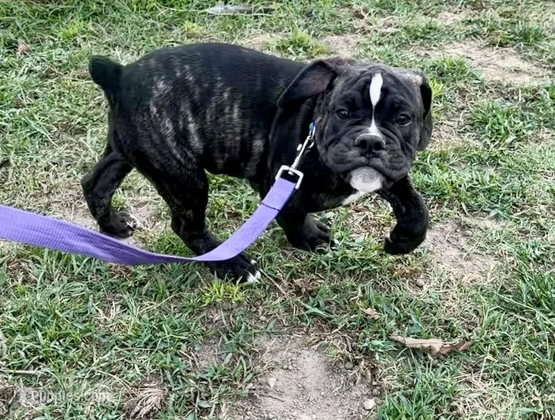 Bravo – Olde English Bulldogge puppy for sale in Viola, AR