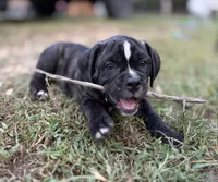 Bravo, a male Olde English Bulldogge for sale in Viola, AR – 2 of 10