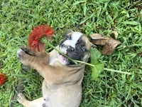 Alpha, a male Olde English Bulldogge for sale in Viola, AR – 7 of 9