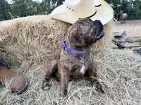 Delta, a female Olde English Bulldogge for sale in Viola, AR – 5 of 10