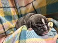 Charlie, a male Olde English Bulldogge for sale in Viola, AR – 4 of 5