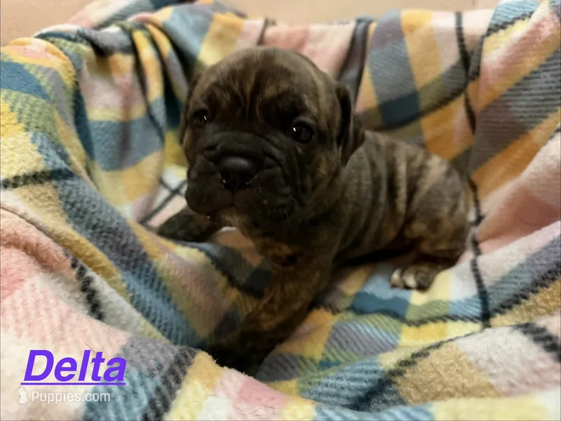 Delta – Olde English Bulldogge puppy for sale in Viola, AR