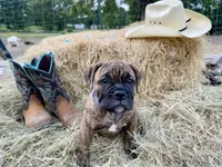 Delta, a female Olde English Bulldogge for sale in Viola, AR – 4 of 10