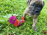 Delta, a female Olde English Bulldogge for sale in Viola, AR – 7 of 10