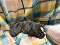Bravo, a male Olde English Bulldogge for sale in Viola, AR – 5 of 5