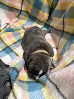Charlie, a male Olde English Bulldogge for sale in Viola, AR – 5 of 5