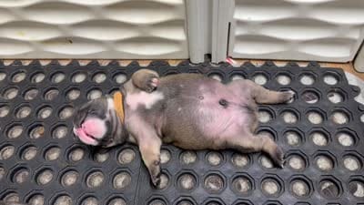 Alpha, a male Olde English Bulldogge for sale in Viola, AR – 7 of 7