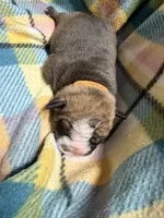Alpha, a male Olde English Bulldogge for sale in Viola, AR – 4 of 7