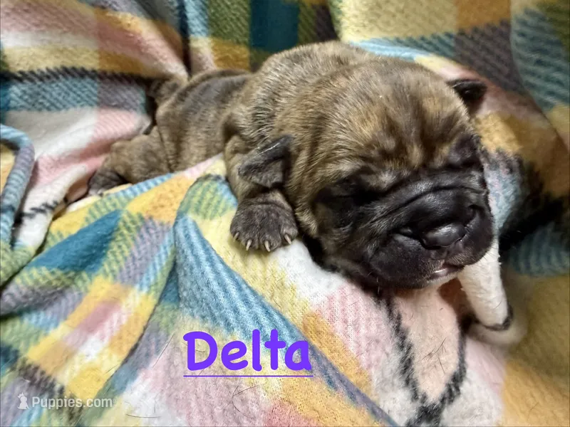 Delta – Olde English Bulldogge puppy for sale in Viola, AR