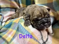 Delta, a female Olde English Bulldogge for sale in Viola, AR – 1 of 4