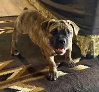 Delta, a female Olde English Bulldogge for sale in Viola, AR – 4 of 9
