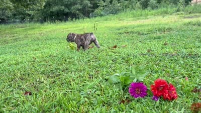 Delta, a female Olde English Bulldogge for sale in Viola, AR – 10 of 10
