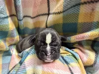 Bravo, a male Olde English Bulldogge for sale in Viola, AR – 4 of 5