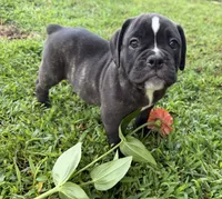 Bravo, a male Olde English Bulldogge for sale in Viola, AR – 7 of 10