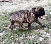 Delta, a female Olde English Bulldogge for sale in Viola, AR – 1 of 10