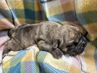 Delta, a female Olde English Bulldogge for sale in Viola, AR – 4 of 4