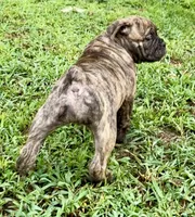 Delta, a female Olde English Bulldogge for sale in Viola, AR – 6 of 10