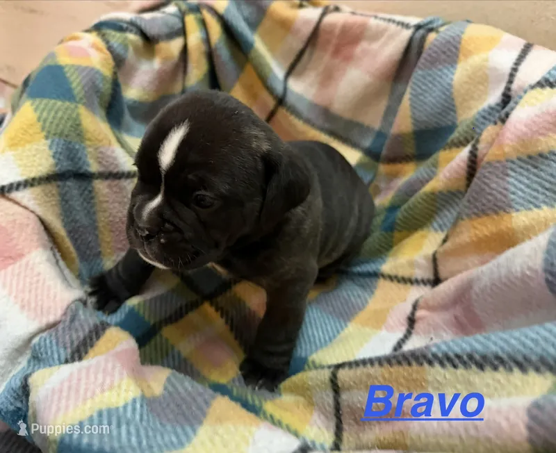 Bravo – Olde English Bulldogge puppy for sale in Viola, AR