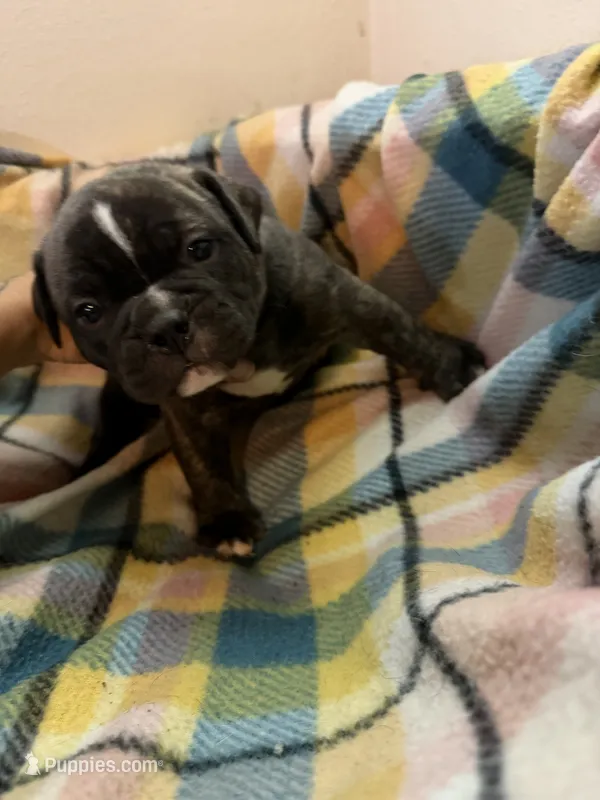 Charlie – Olde English Bulldogge puppy for sale in Viola, AR