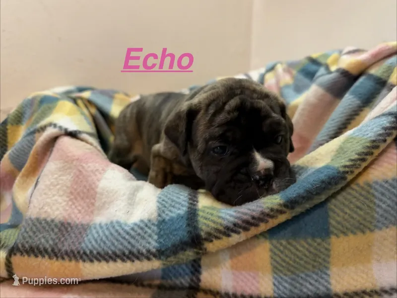 Echo – Olde English Bulldogge puppy for sale in Viola, AR