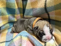 Alpha, a male Olde English Bulldogge for sale in Viola, AR – 5 of 7