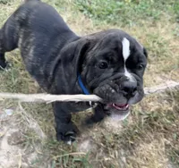 Bravo, a male Olde English Bulldogge for sale in Viola, AR – 3 of 10