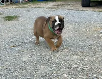 Alpha, a male Olde English Bulldogge for sale in Viola, AR – 3 of 9