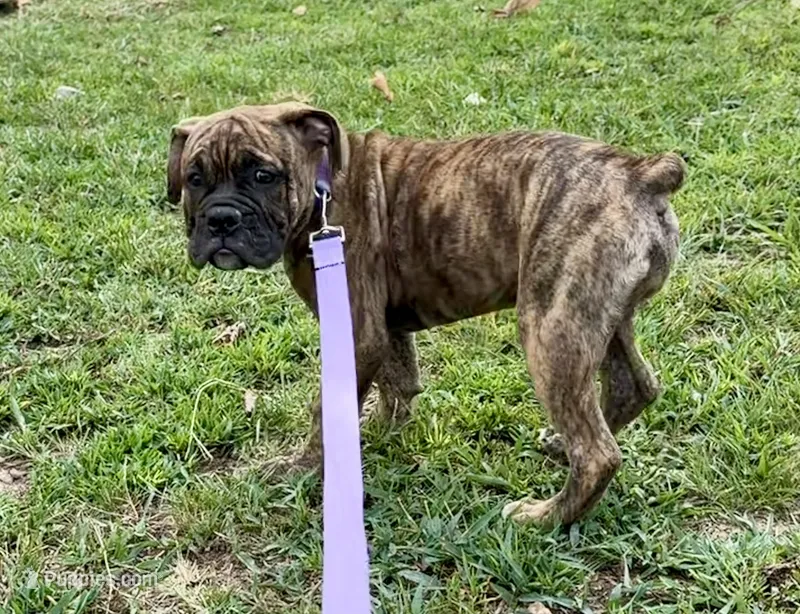 Delta – Olde English Bulldogge puppy for sale in Viola, AR