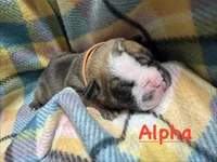 Alpha, a male Olde English Bulldogge for sale in Viola, AR – 1 of 7