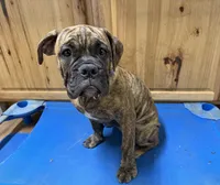 Delta, a female Olde English Bulldogge for sale in Viola, AR – 2 of 9