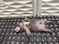 Alpha, a male Olde English Bulldogge for sale in Viola, AR – 6 of 7