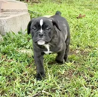 Bravo, a male Olde English Bulldogge for sale in Viola, AR – 6 of 10
