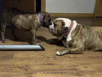 Delta, a female Olde English Bulldogge for sale in Viola, AR – 9 of 9