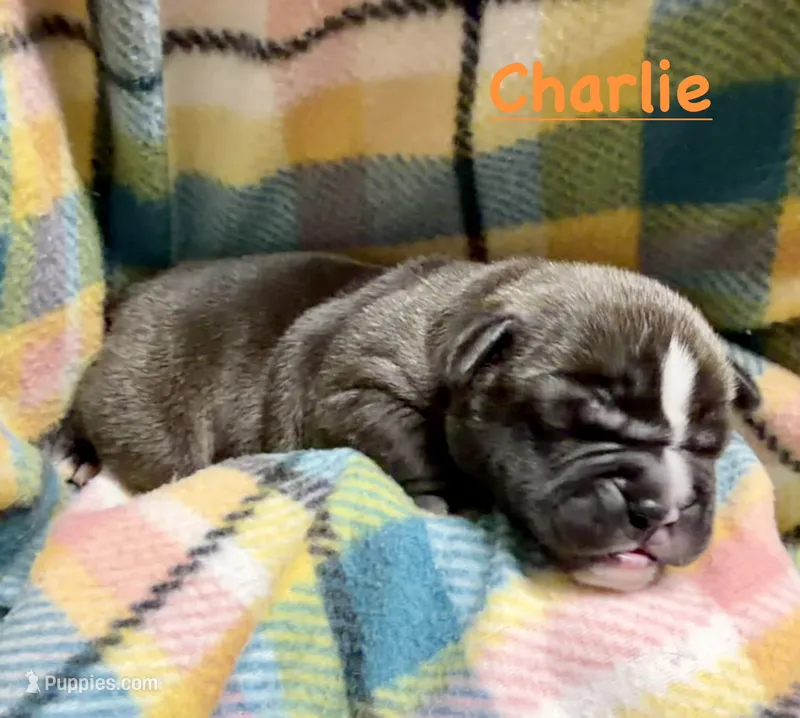 Charlie – Olde English Bulldogge puppy for sale in Viola, AR