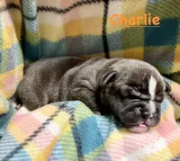 Charlie, a male Olde English Bulldogge for sale in Viola, AR – 1 of 5