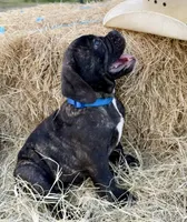 Bravo, a male Olde English Bulldogge for sale in Viola, AR – 4 of 10