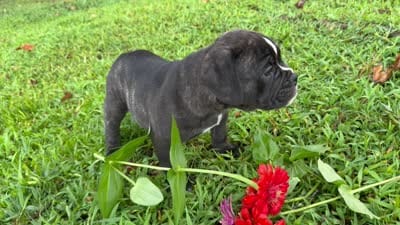Bravo, a male Olde English Bulldogge for sale in Viola, AR – 10 of 10