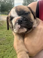 Alpha, a male Olde English Bulldogge for sale in Viola, AR – 5 of 9