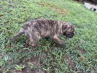 Delta, a female Olde English Bulldogge for sale in Viola, AR – 8 of 10