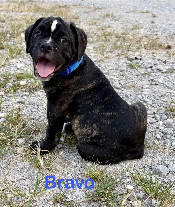Bravo – Olde English Bulldogge puppy for sale in Viola, AR