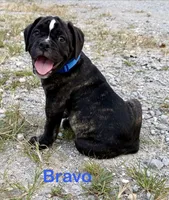 Bravo, a male Olde English Bulldogge for sale in Viola, AR – 1 of 10