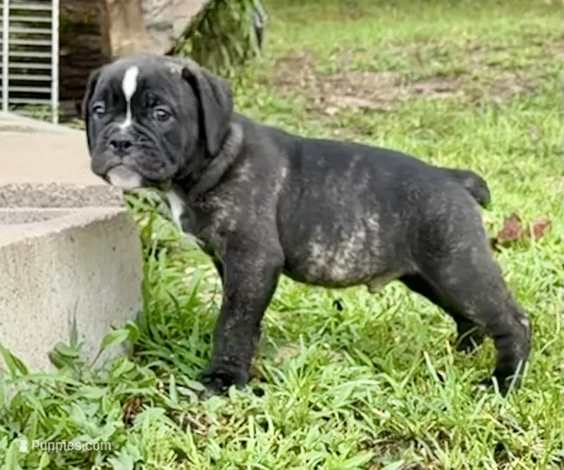 Bravo – Olde English Bulldogge puppy for sale in Viola, AR