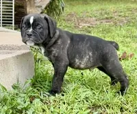 Bravo, a male Olde English Bulldogge for sale in Viola, AR – 5 of 10