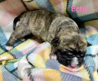 Echo, a female Olde English Bulldogge for sale in Viola, AR – 1 of 4