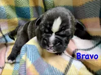 Bravo, a male Olde English Bulldogge for sale in Viola, AR – 1 of 5