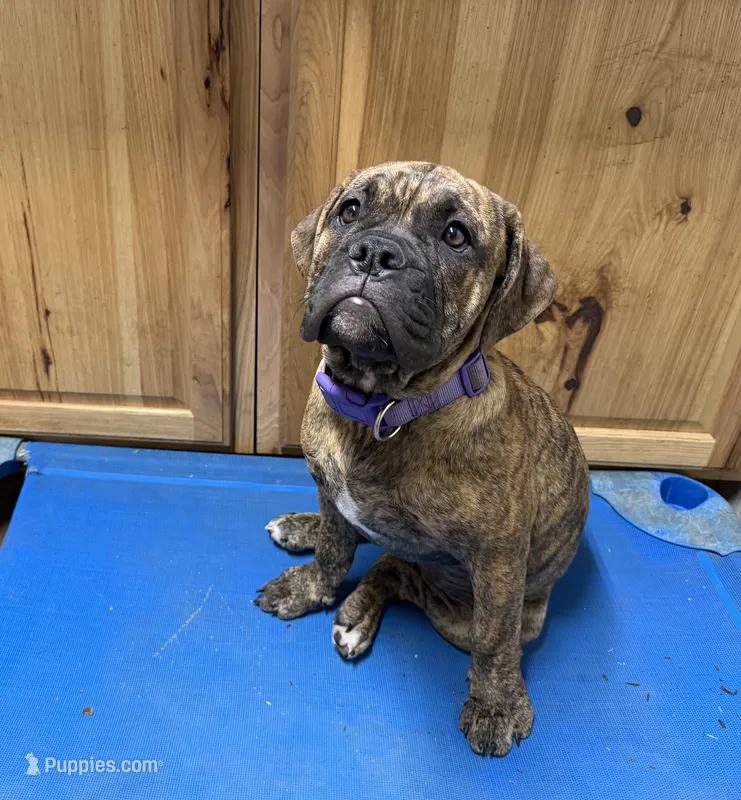 Delta – Olde English Bulldogge puppy for sale in Viola, AR