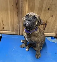 Delta, a female Olde English Bulldogge for sale in Viola, AR – 1 of 9