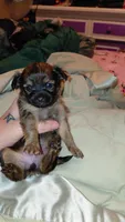 Princess Leah, a female Chihuahua for sale in Lehigh Acres, FL – 5 of 9