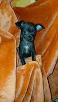 Padme Amidala, a female Chihuahua for sale in Lehigh Acres, FL – 4 of 9